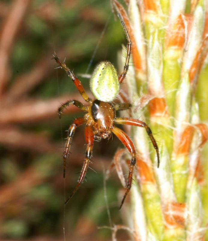 Araniella_cucurbitina_D2975_Z_88_NP De Hoge Veluwe_Nederland.jpg